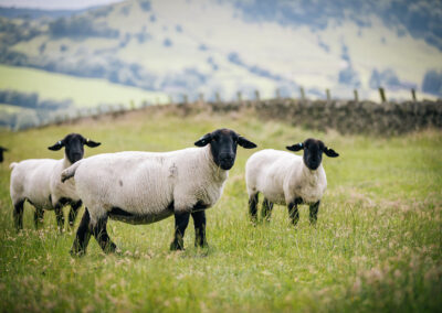 More sheep at Further Harrop Farm